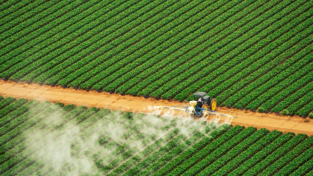 Professional Pest Control in Junction, TX